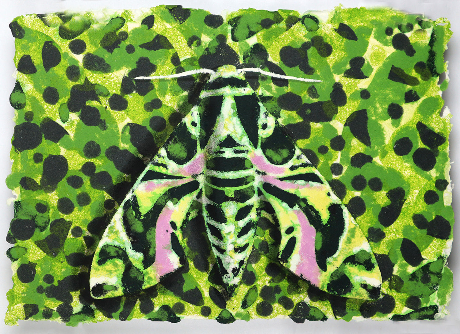 Camouflaged Moth