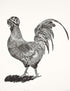 General Cock