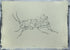 Wire Locust