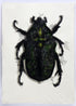 Black & Green Beetle