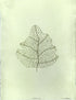 Leaf (After Klee)